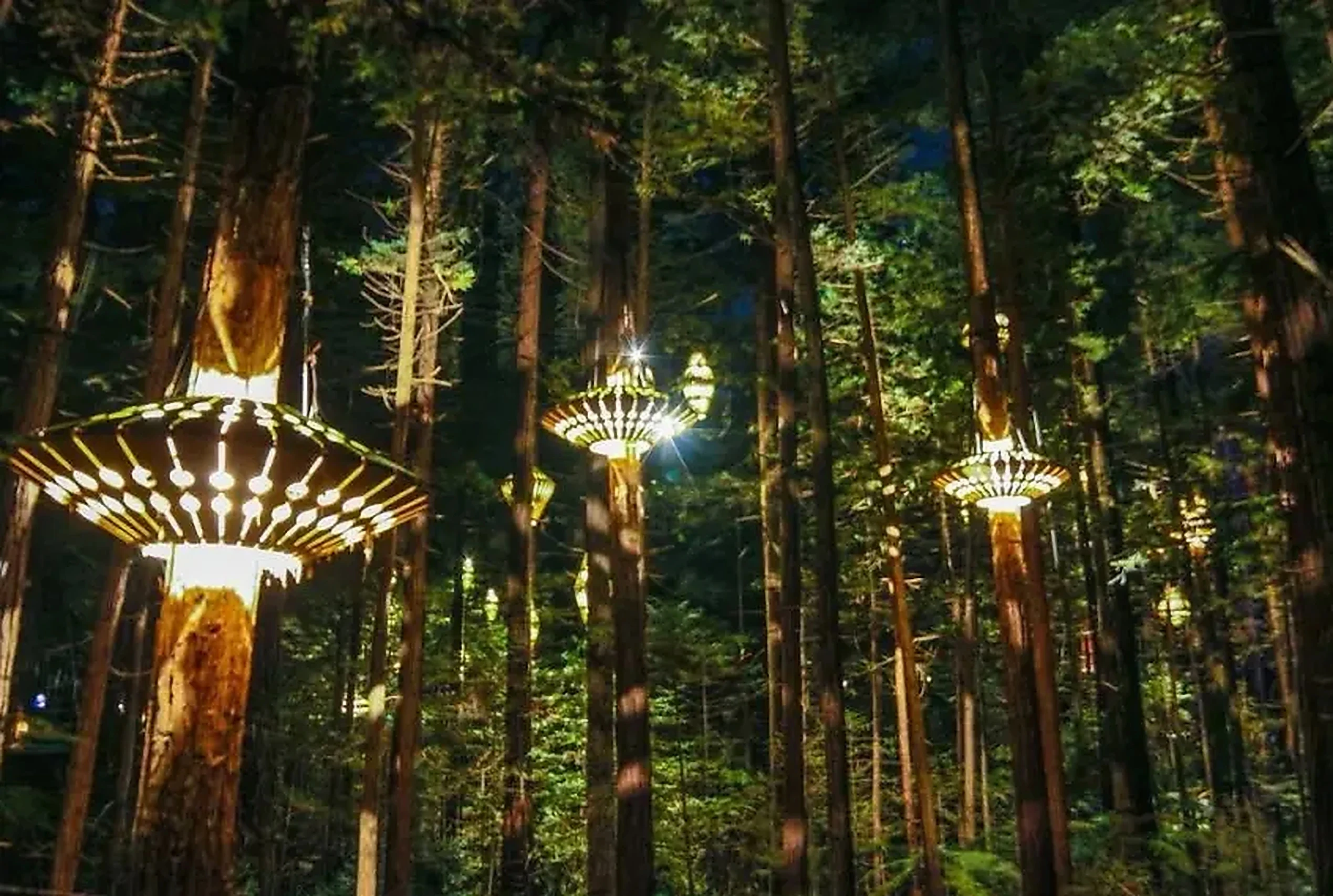 Rotorua tree walk lights