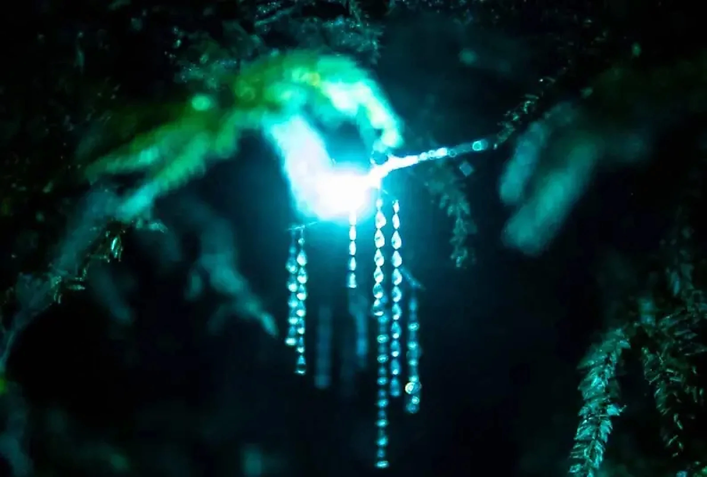 Rotorua glow worms cave