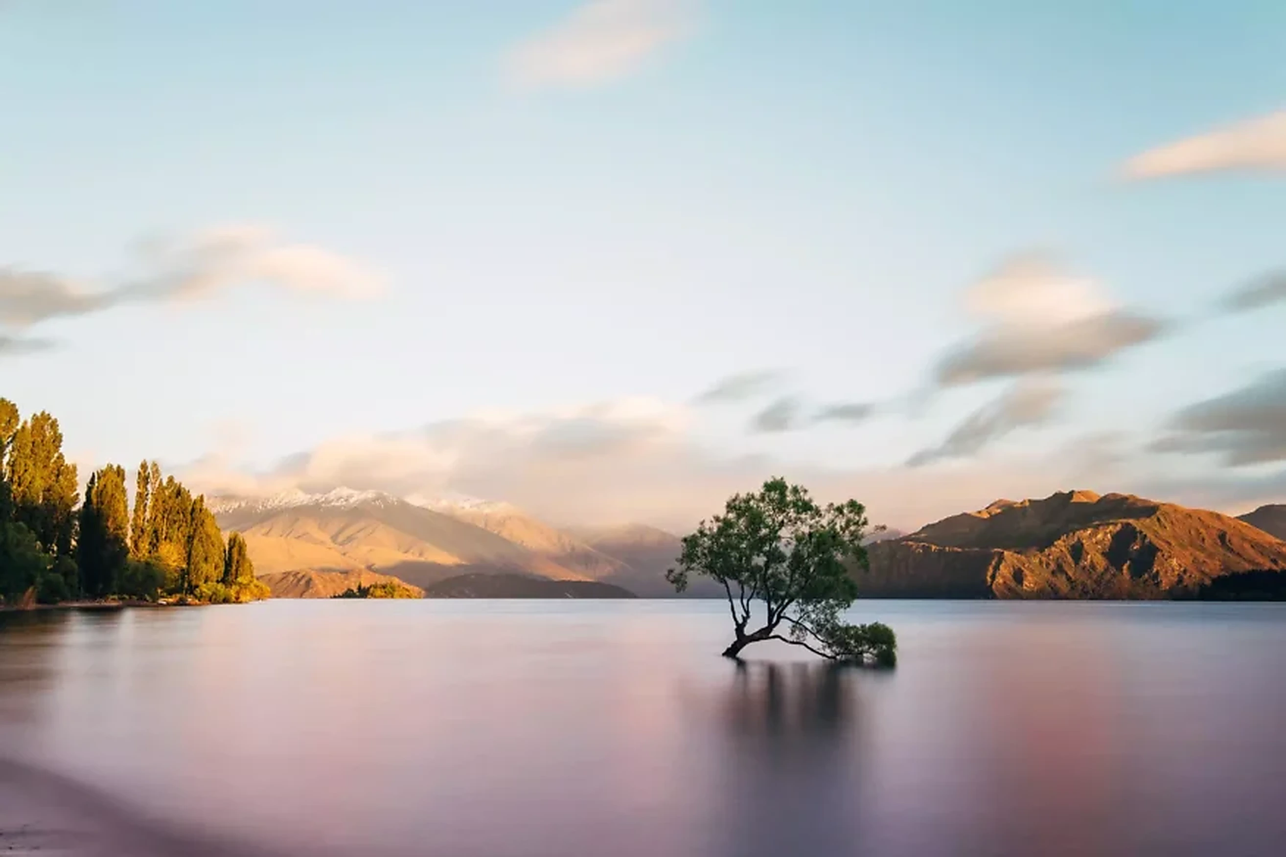 Wanaka tree Lake Pukaki drive