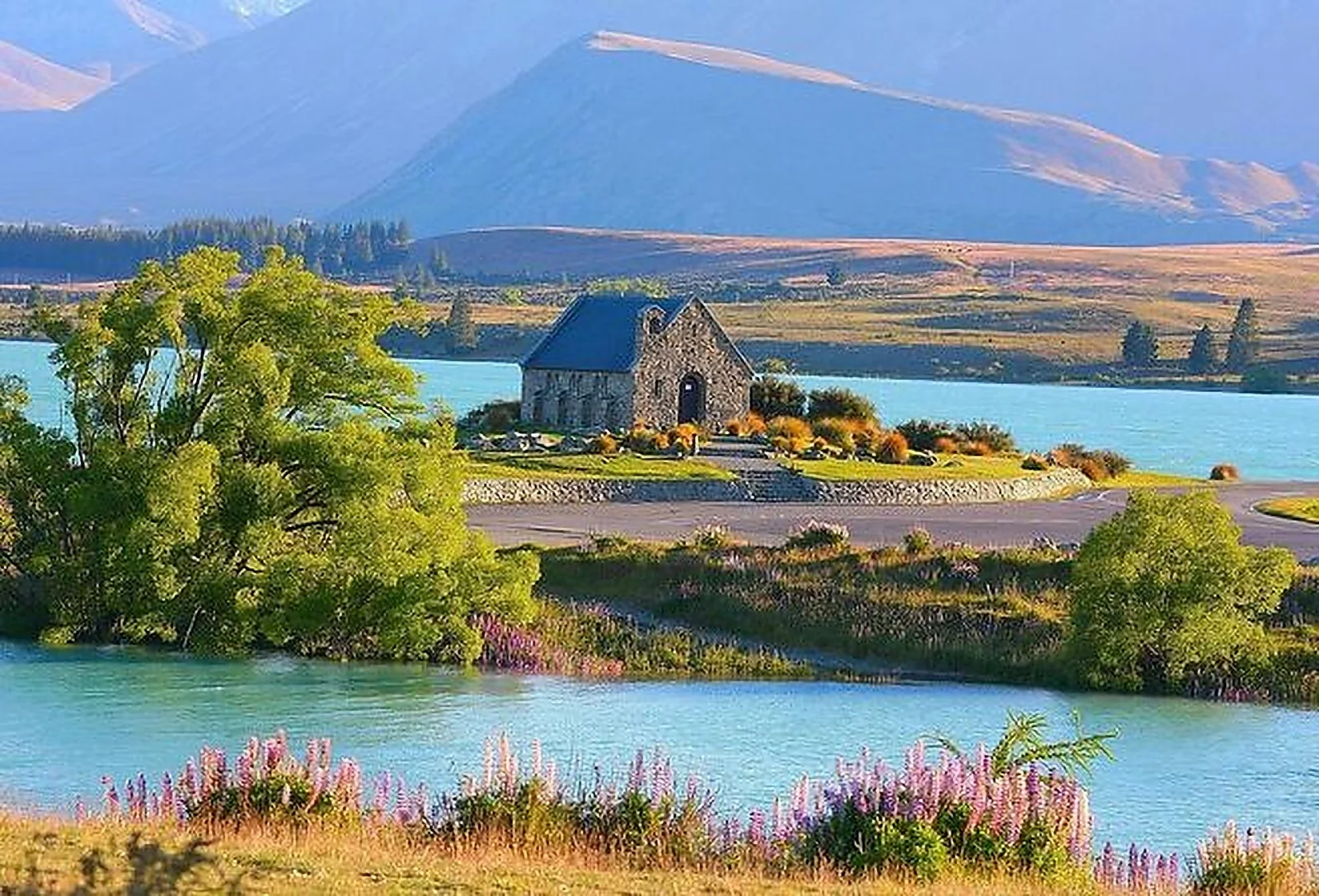 Church of the Good Shepherd and purple lupins on the shore of Lake Tekapo
