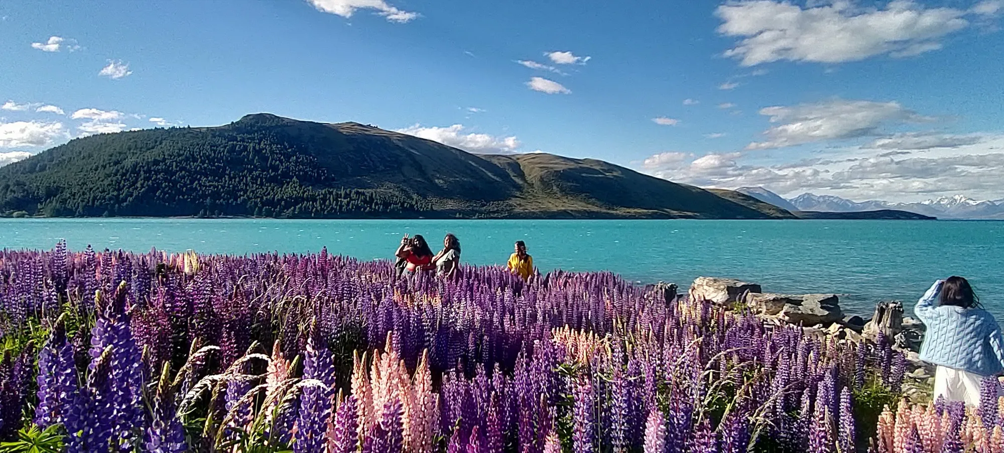 New zealand day 9 landscape group lupine field enjoying