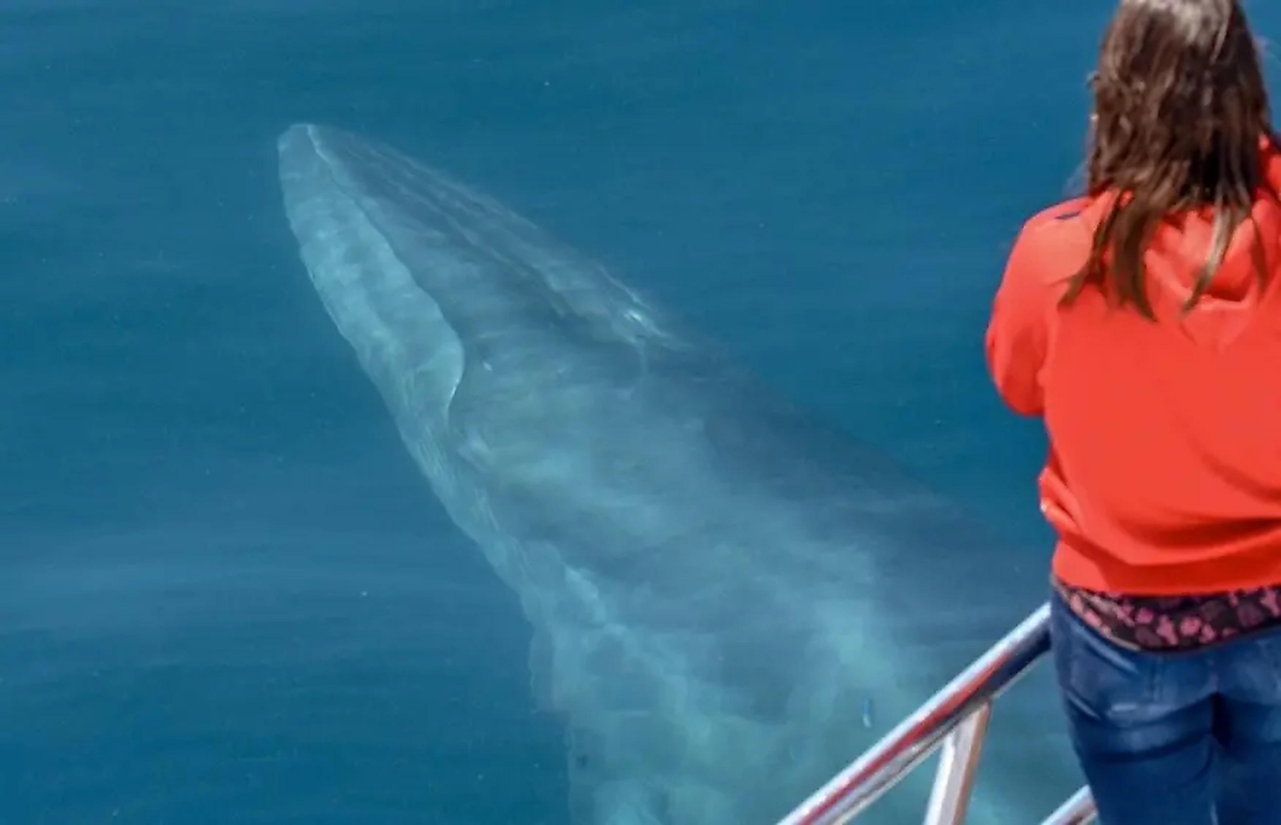 Whale watching