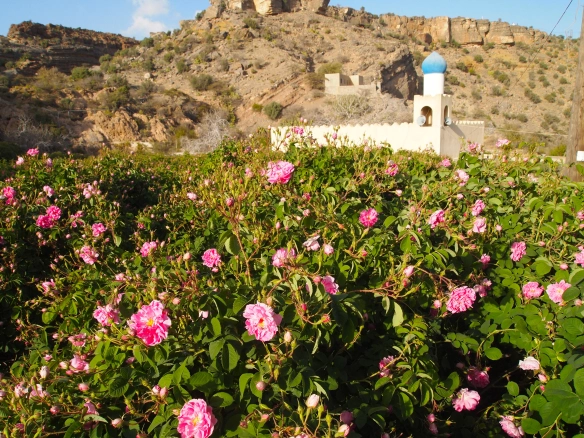 Rose Terraces