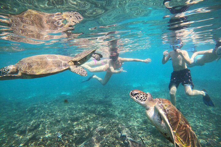 Turtles, Oman