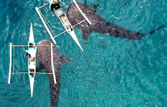 Whale shark