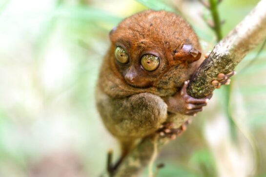 Tarsier, Philippines