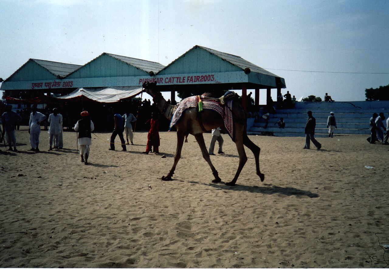 Camels and traders at the Pushkar Camel Fair in Rajasthan