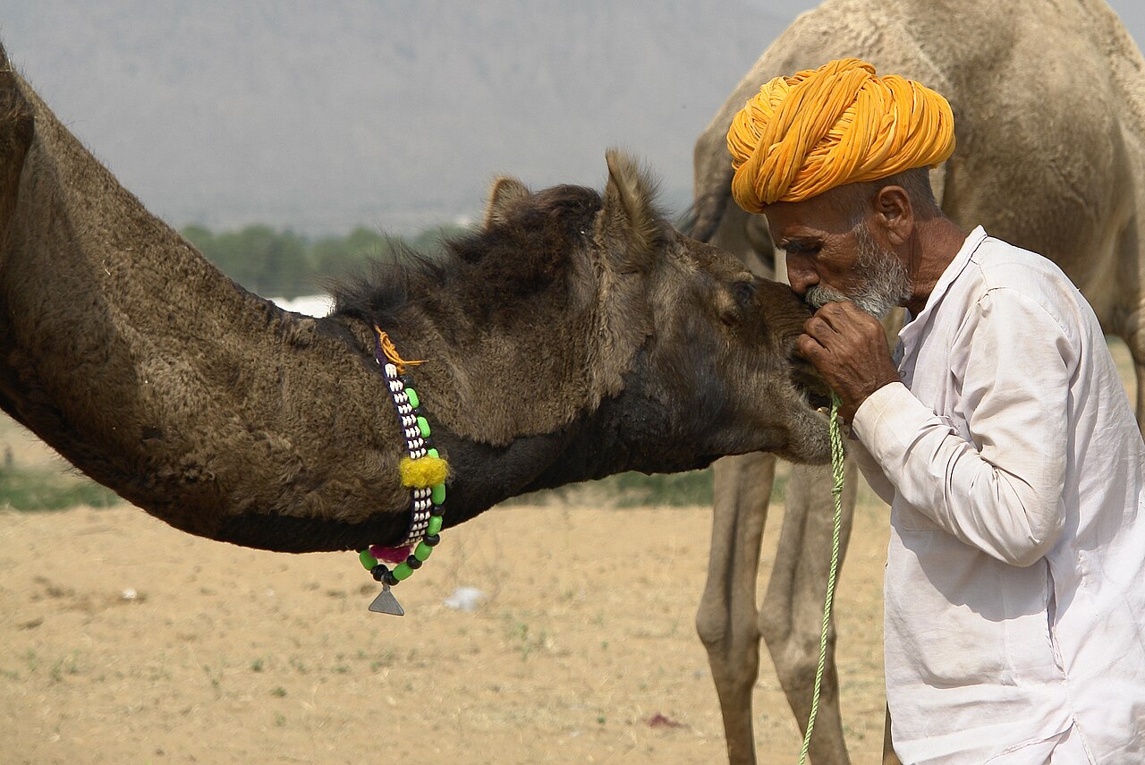 Pushkar travel scene
