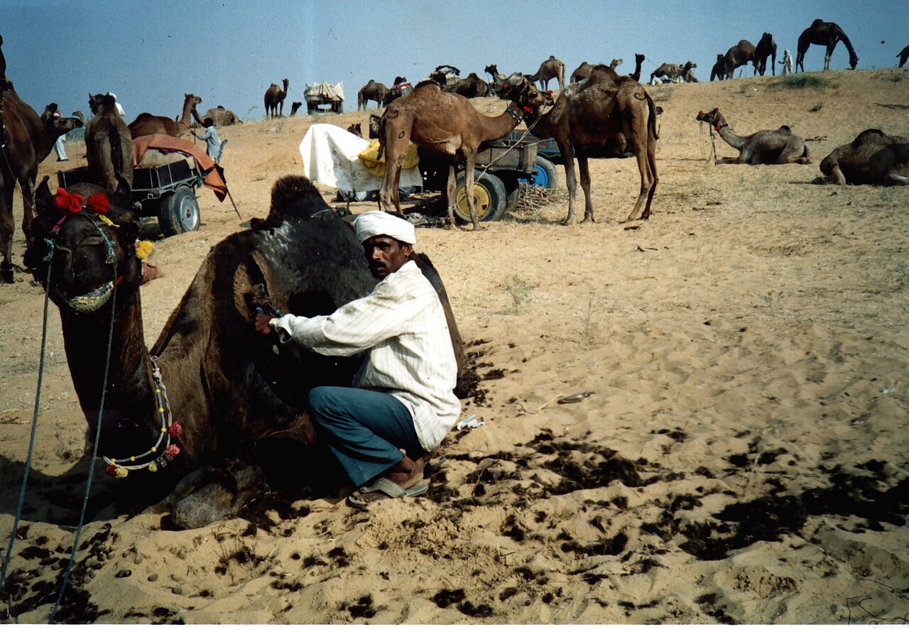 Pushkar travel scene