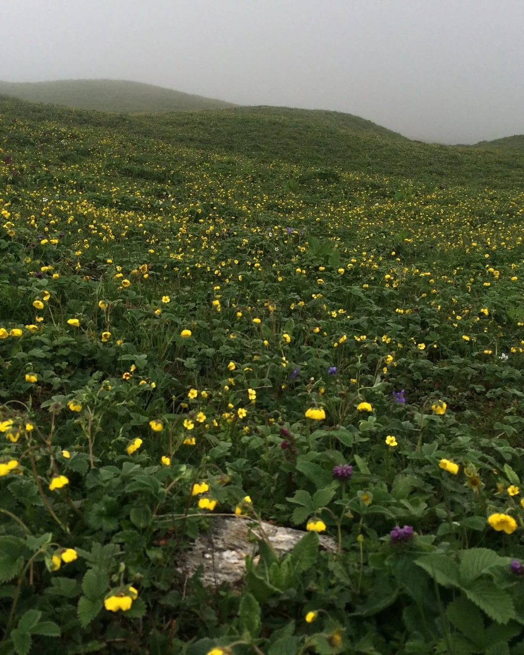 Yellow wildflowers across Bedni Bugyal