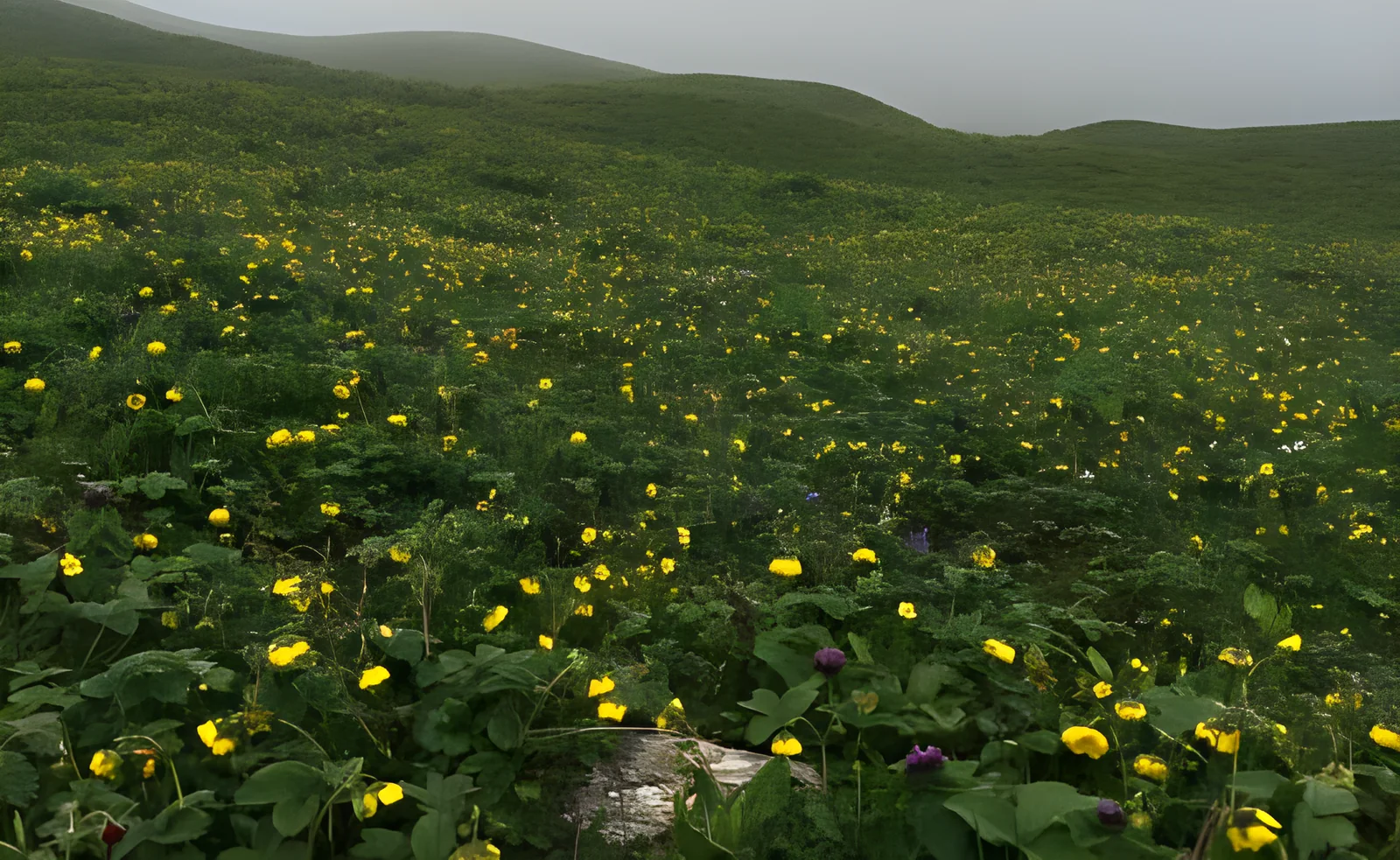 Wildflowers on Bedni Bugyal