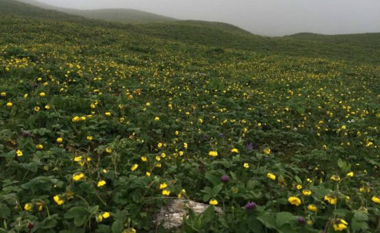 Roopkund Day 6
