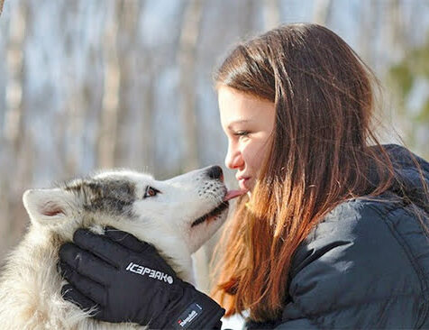 Husky farm Murmansk