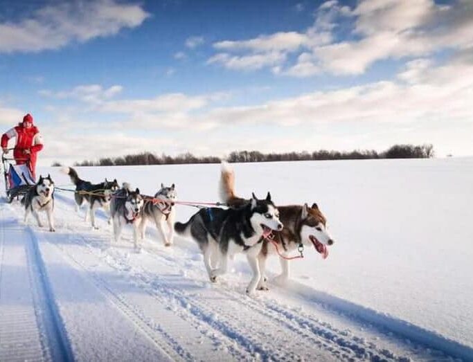 Husky in the snow