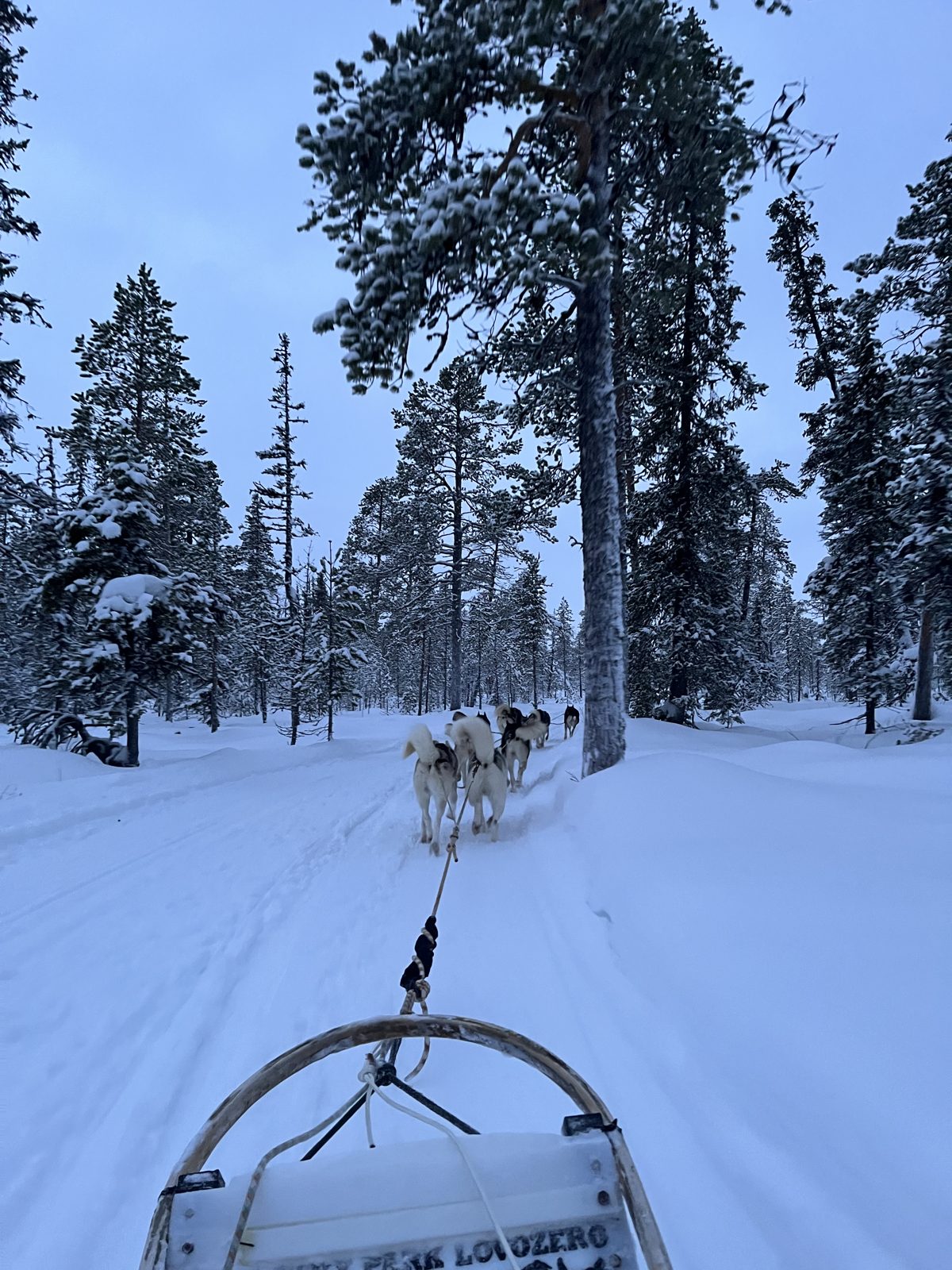 Dog sledding through the snowy forest