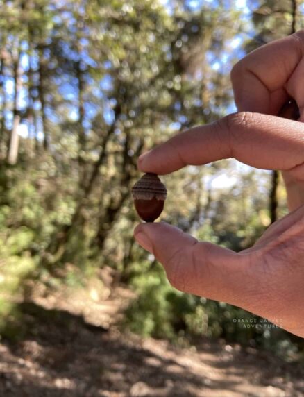 Sandakphu trek Day 5