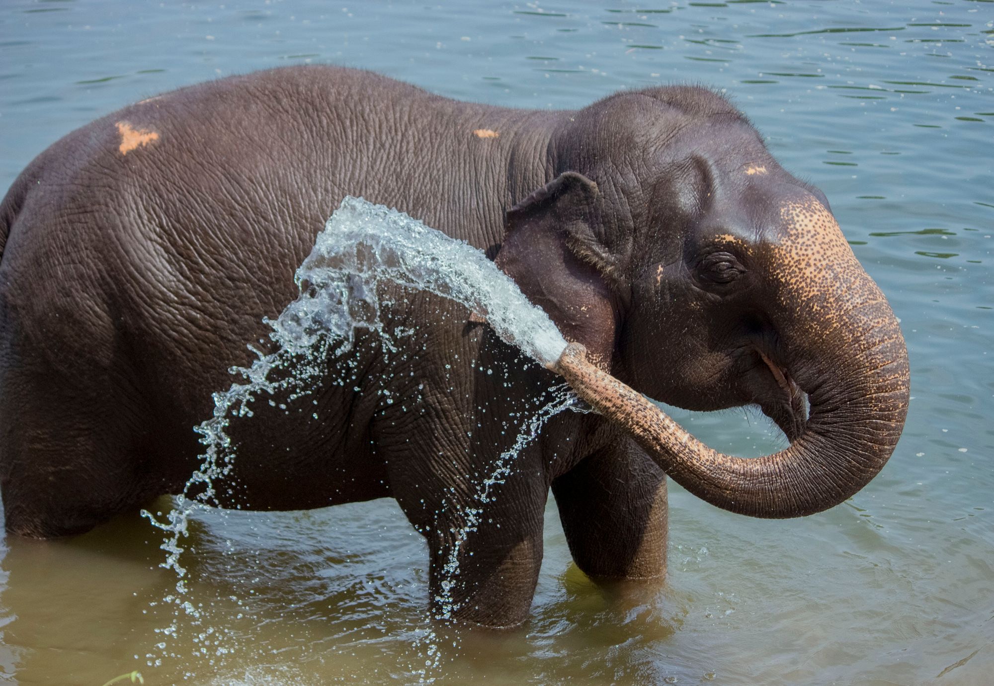 Pinnawala Elephant Orphanage