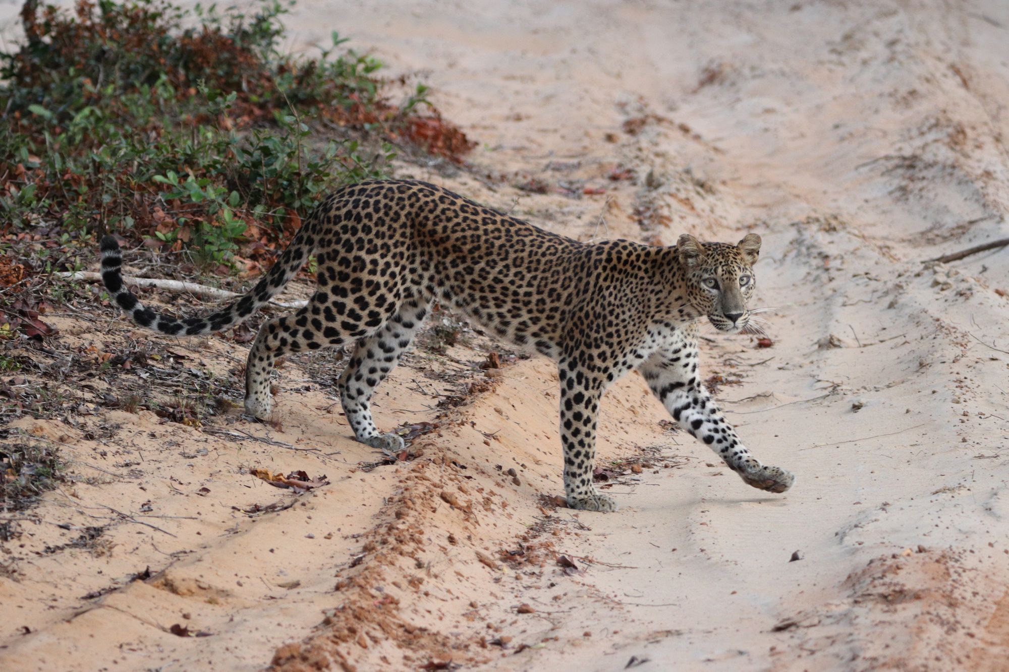 Yala leopard on safari