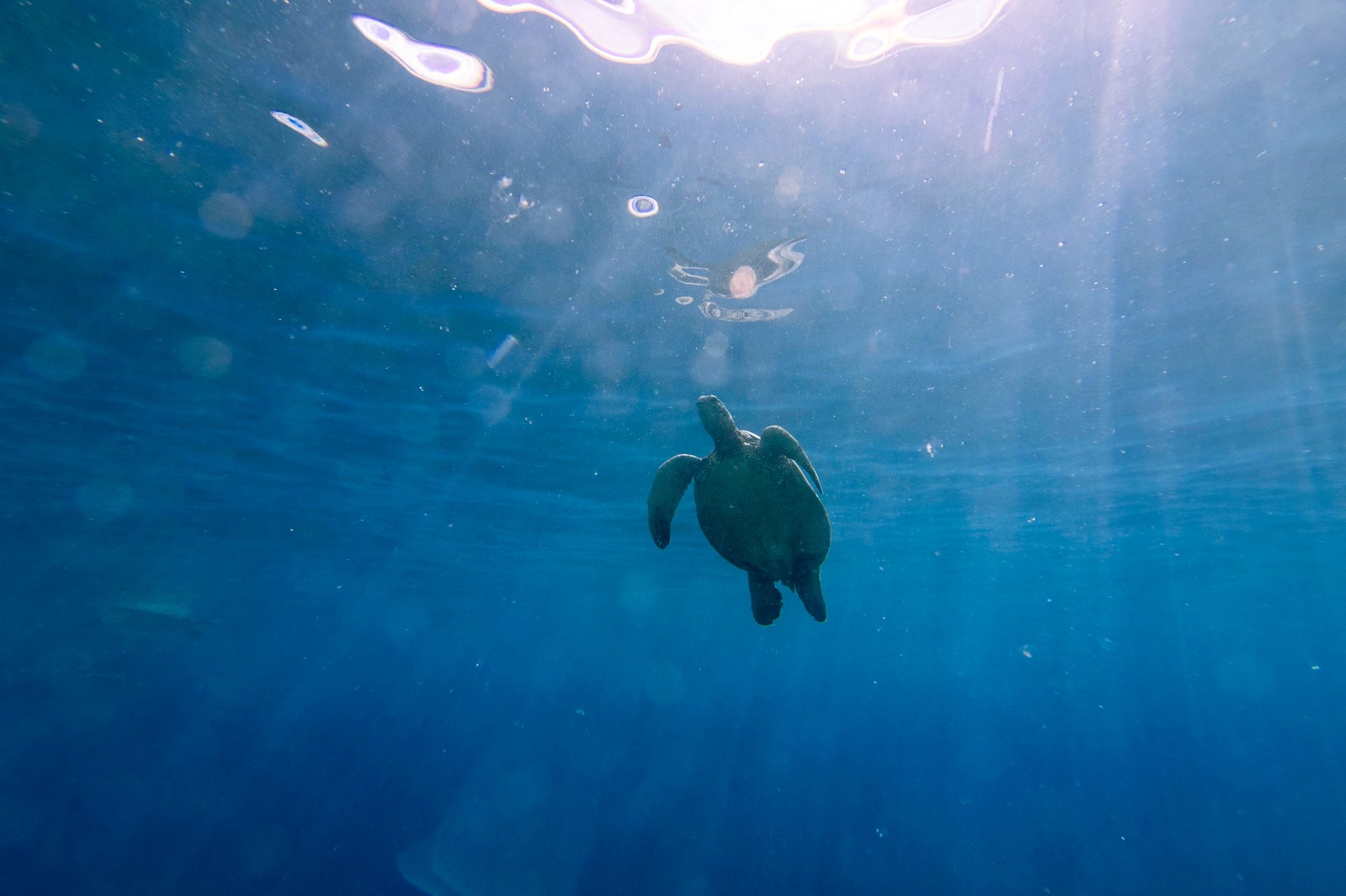 Turtle hatchery