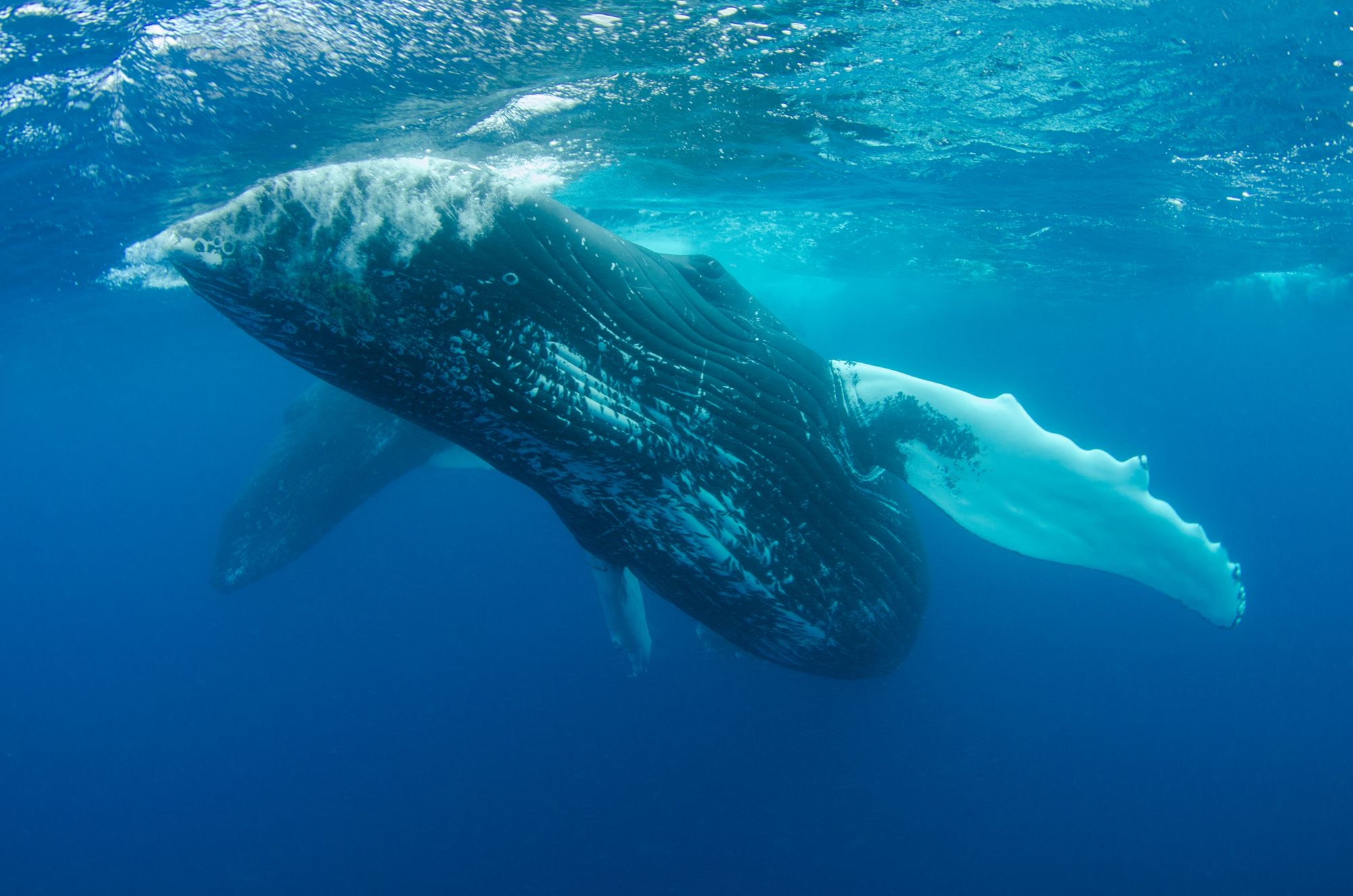 Whale watching off Mirissa