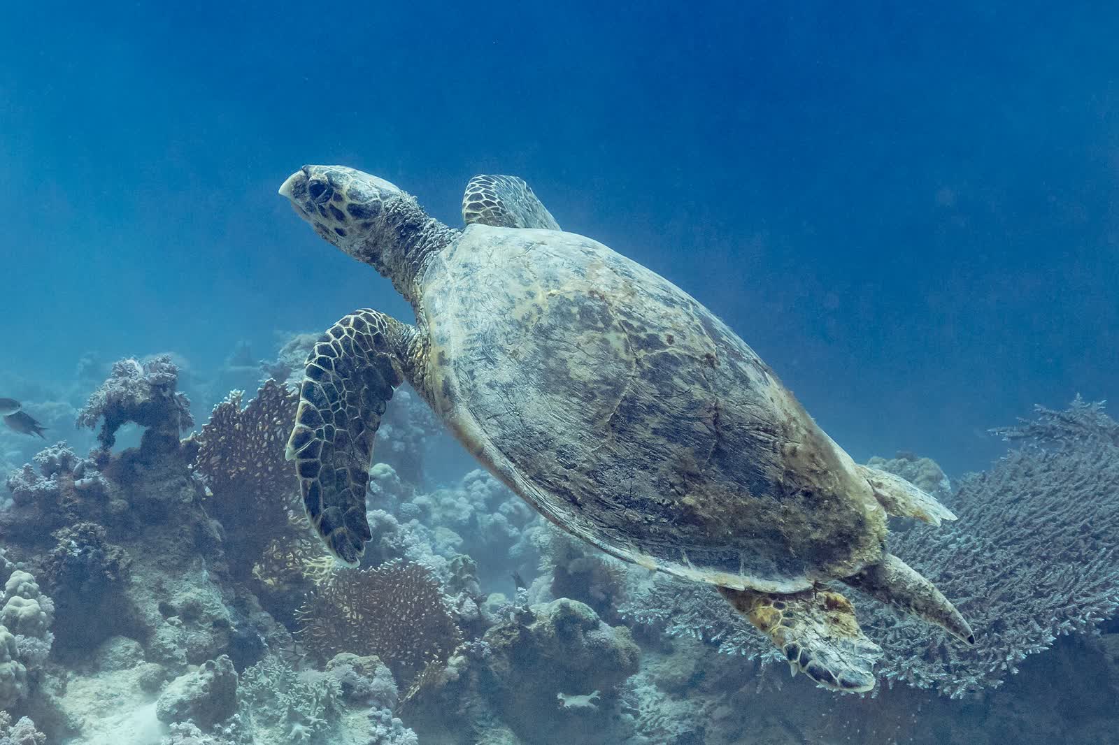 A hawksbill turtle over the reef at Ras Mohammed