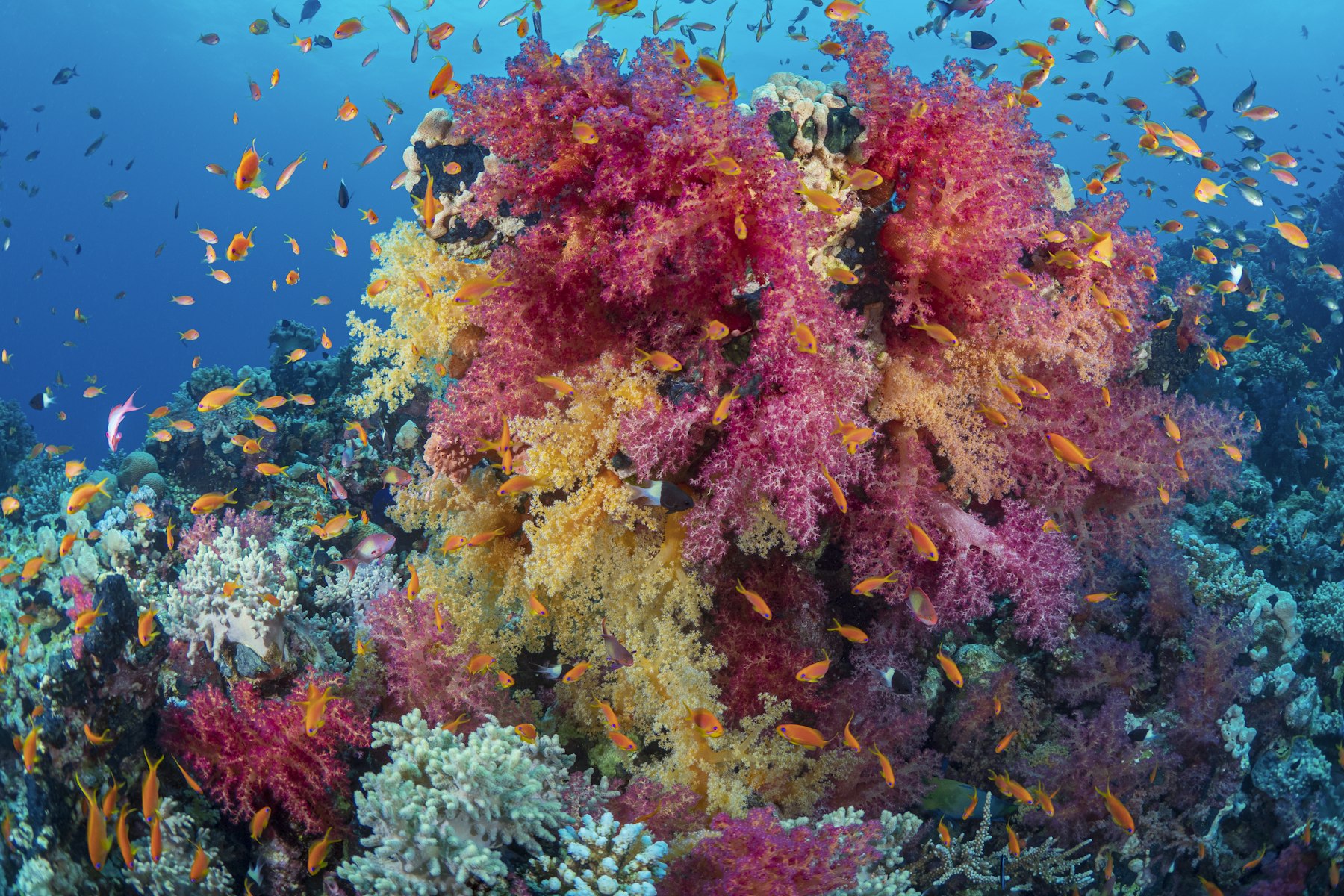 Soft coral and anthias on the reef you snorkel straight into from the shore