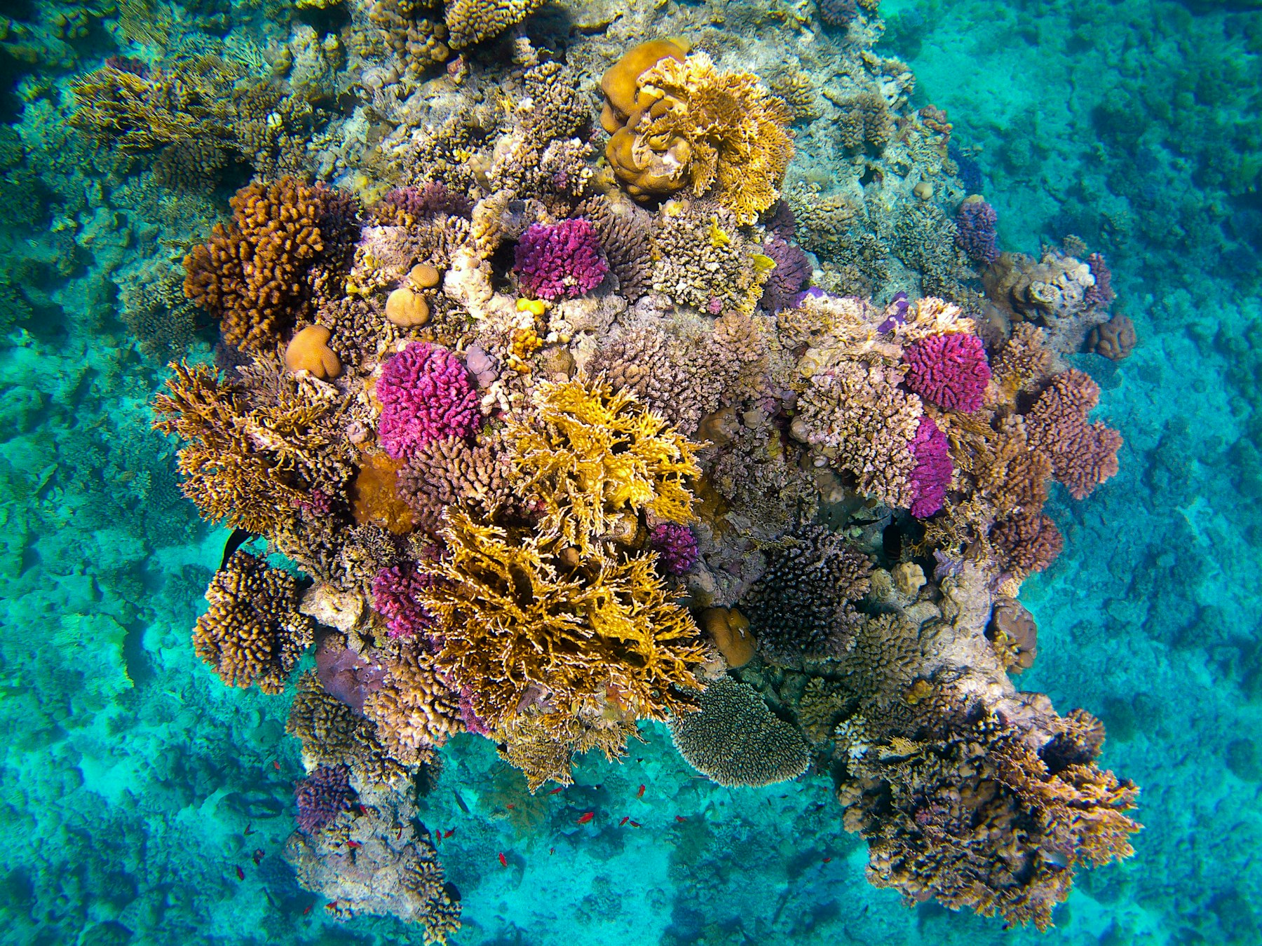Red Sea coral on the reefs off Sharm El Sheikh