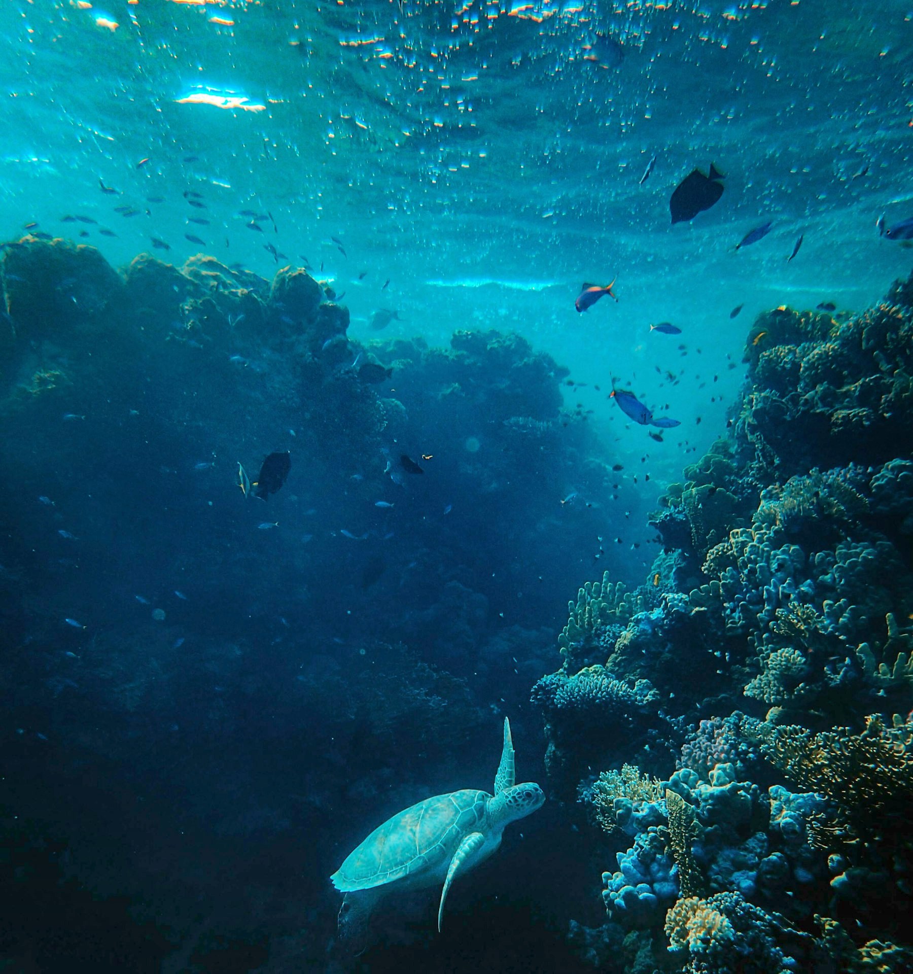 A turtle over the reef wall at Ras Mohammed, where the coral drops into deep blue