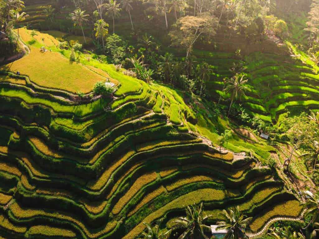 Green Rice Terraces of Tegalalang