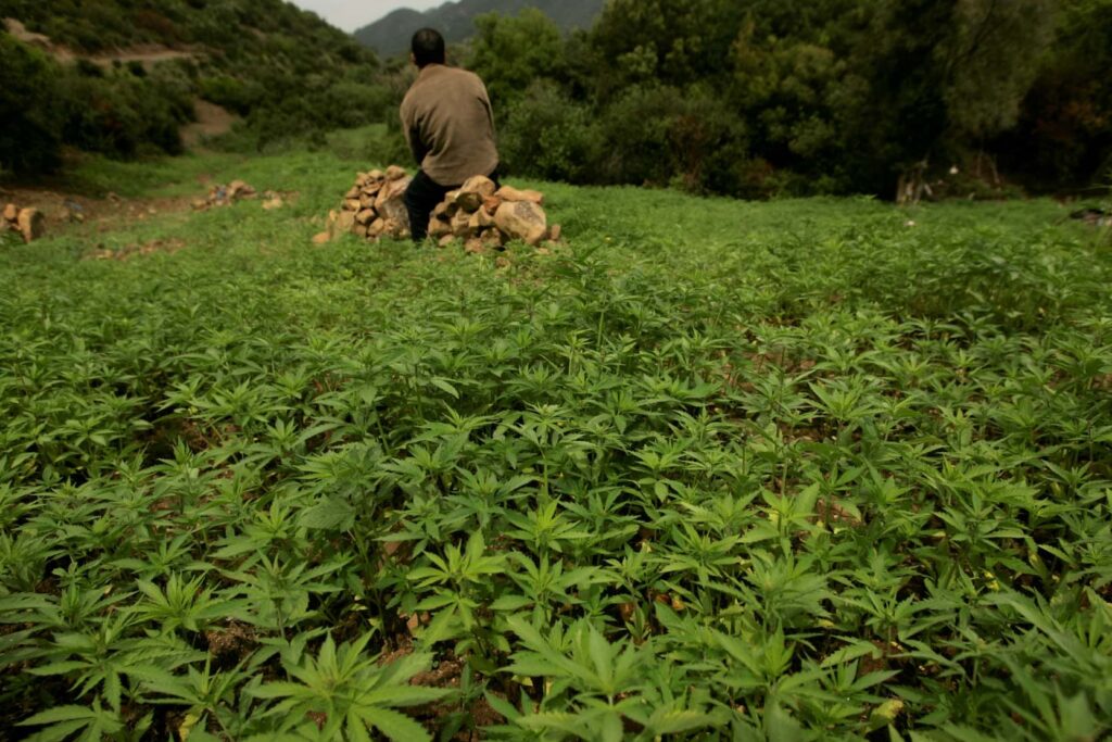 Cannabis Plantation Morocco