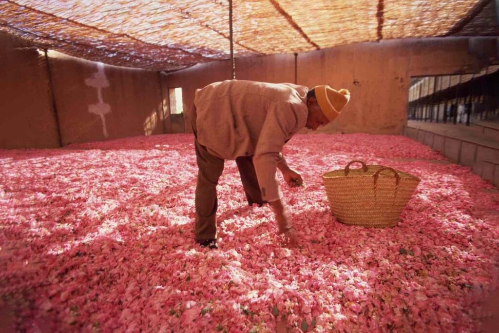 Kalaat Mgouna Rose Festival Morocco