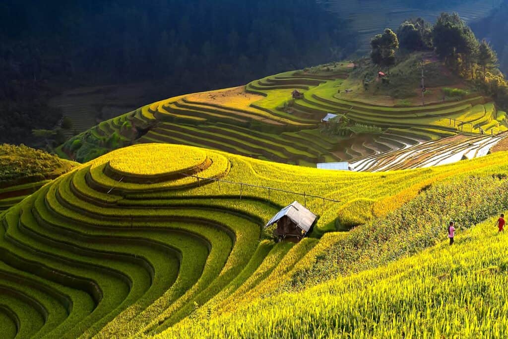 Rice Terrace Field