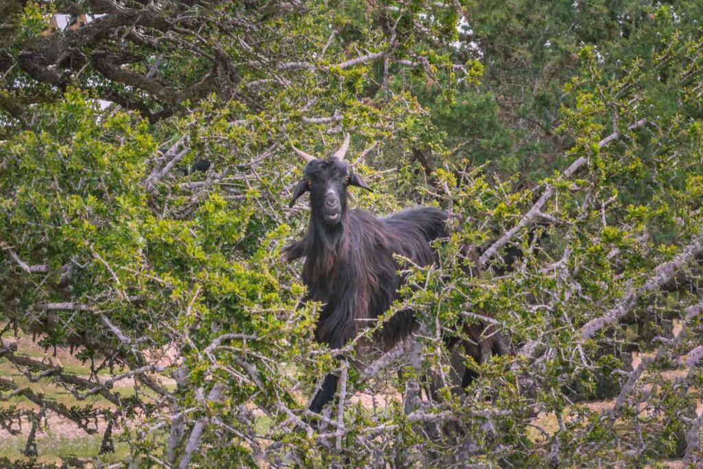 Tree Goats of Morocco