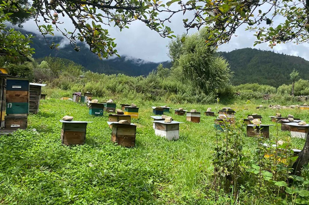 Bee Farms Bumthang