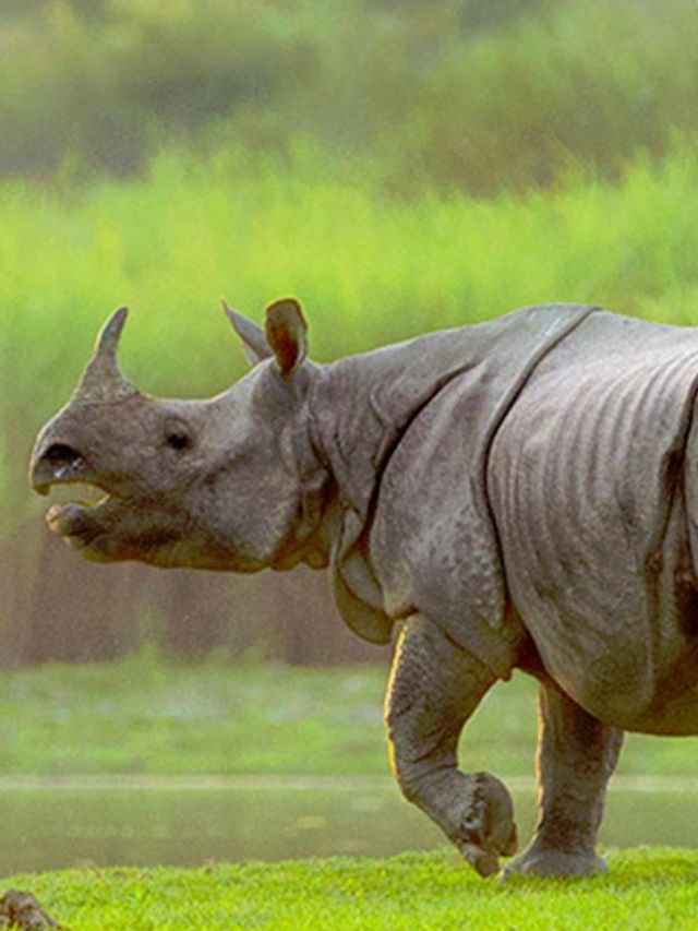 Top 7 Tourist Attractions in Kaziranga