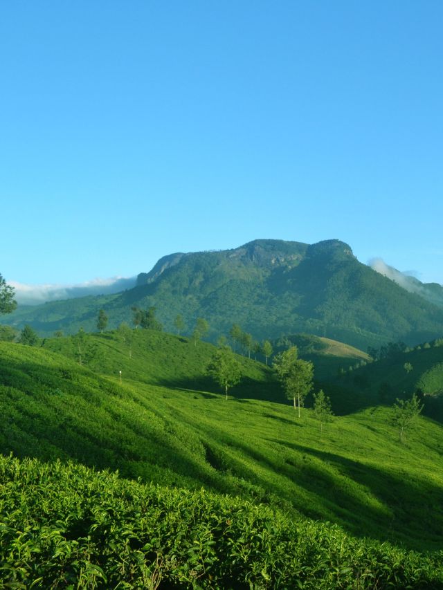 Top 7 Tourist Attractions in Munnar