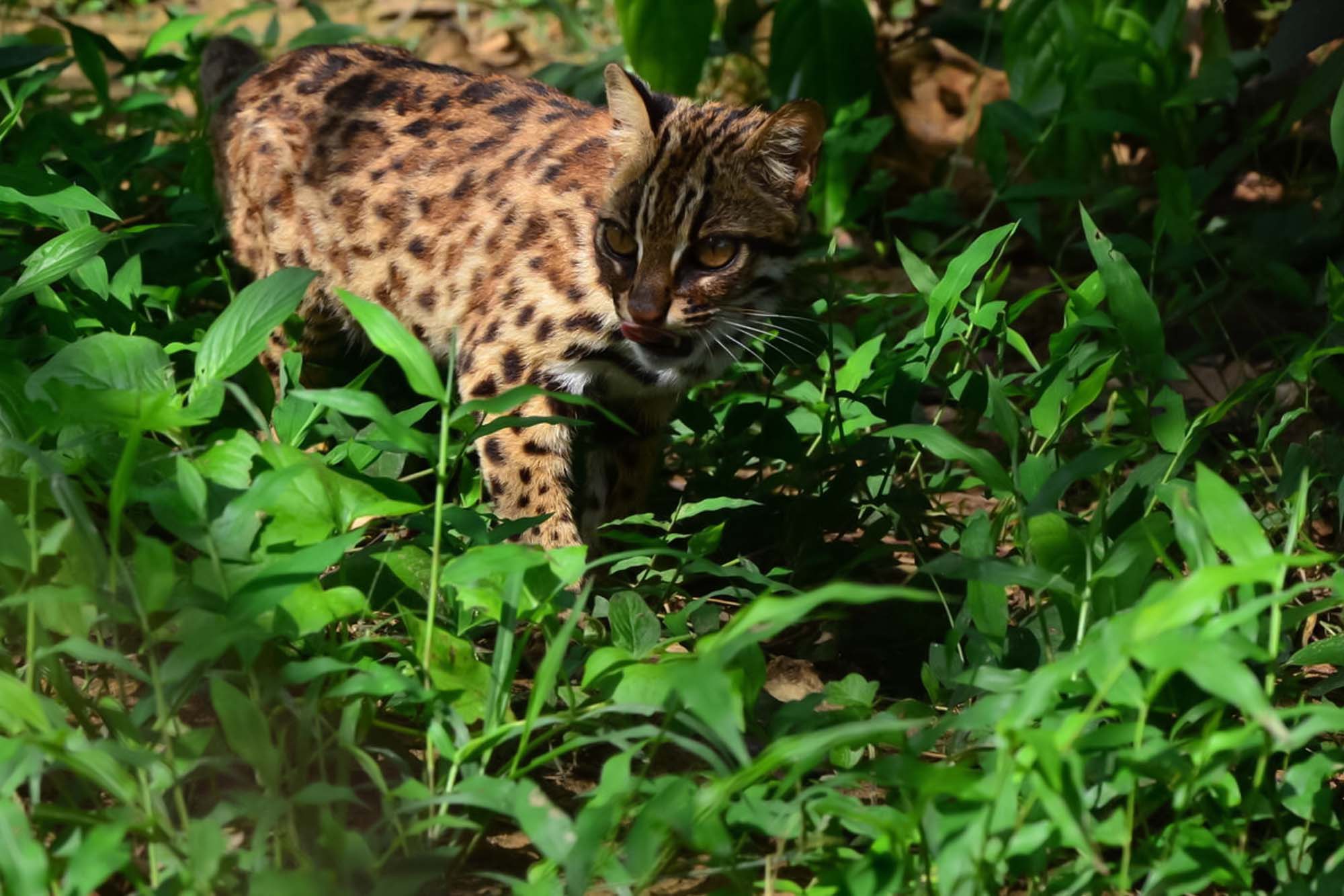 Top 11 National Parks In Nagaland: Get Lost In Nature (2023) 