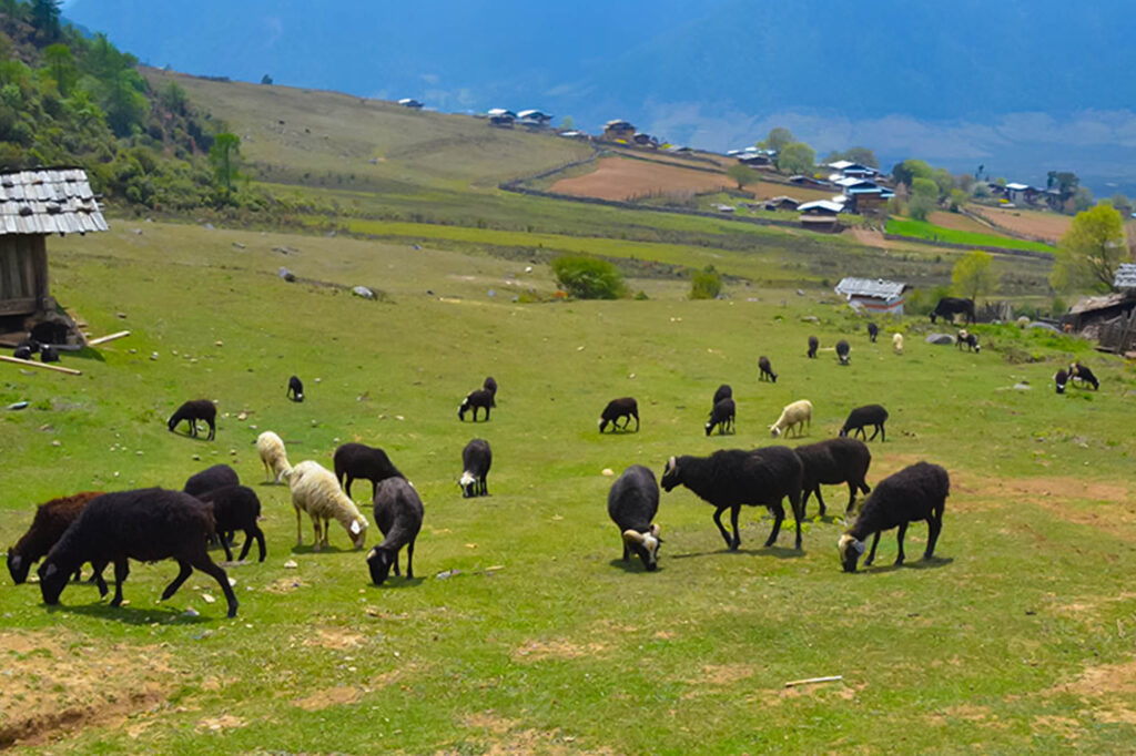 Sheep Breeding Farm bhutan