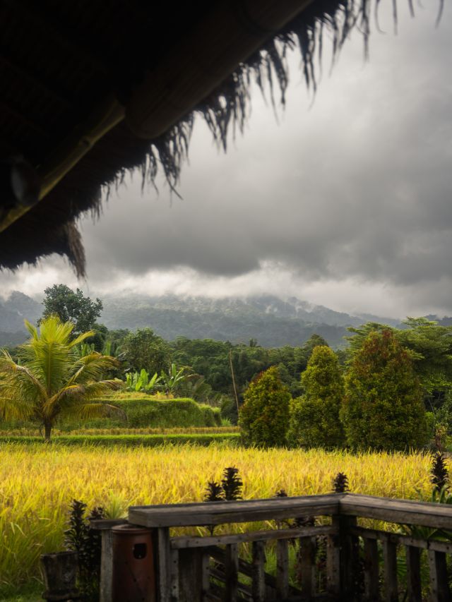 Top 7 Scenic Rice Terraces to Witness in Bali