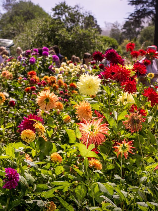 7 Best Botanical Gardens in California