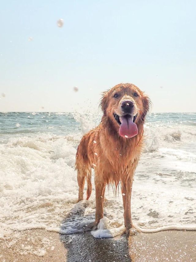 7 Best Dog-Friendly Beaches in California