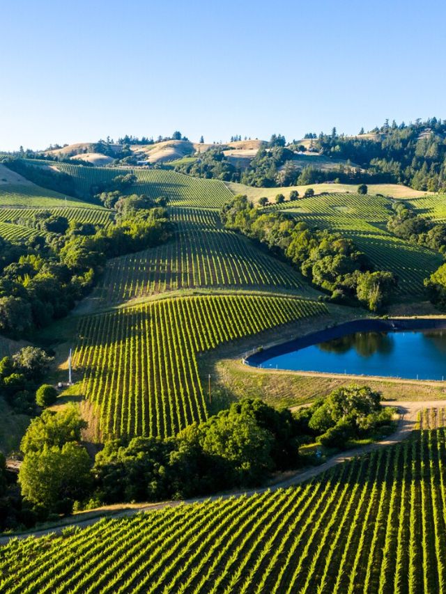 7 Best Vineyards in Napa Valley