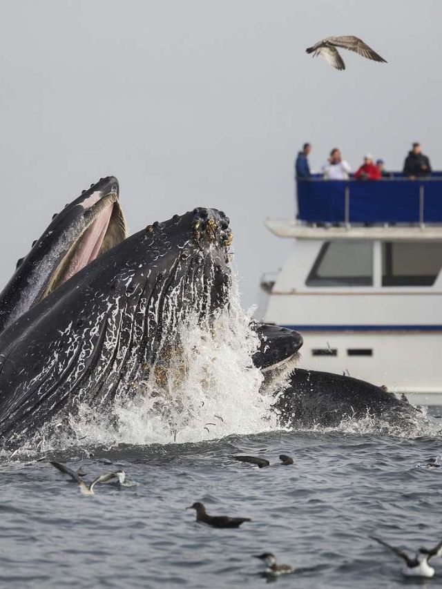 7 Best Spots for Whale Watching in California