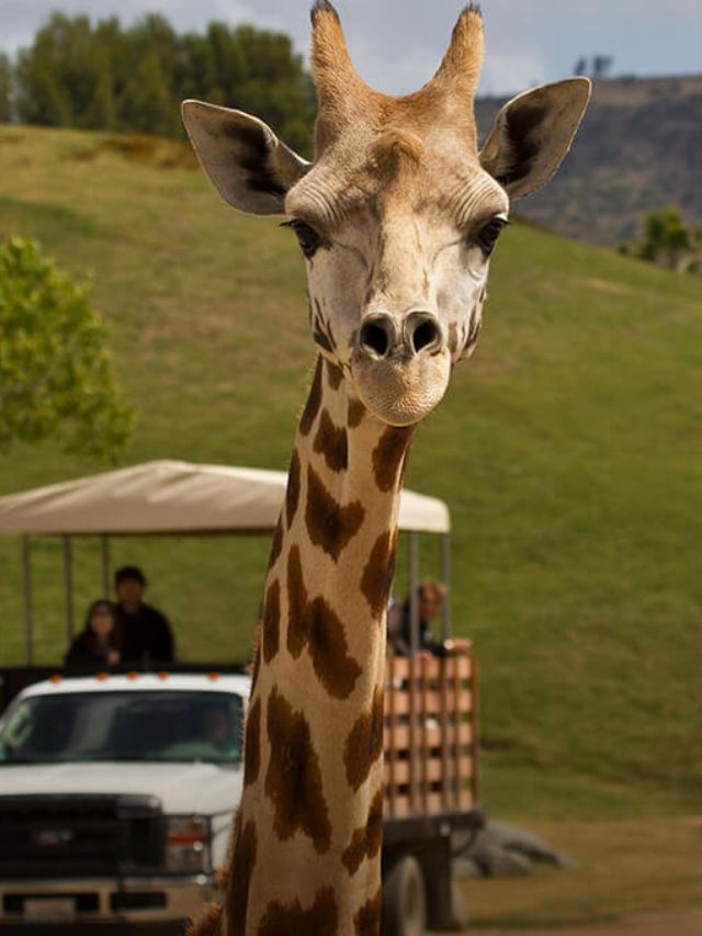 7 Best Wildlife Safari Parks in California