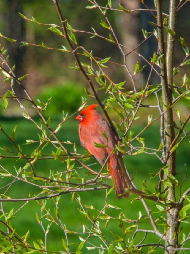 7 Best Places for Birdwatching in Florida