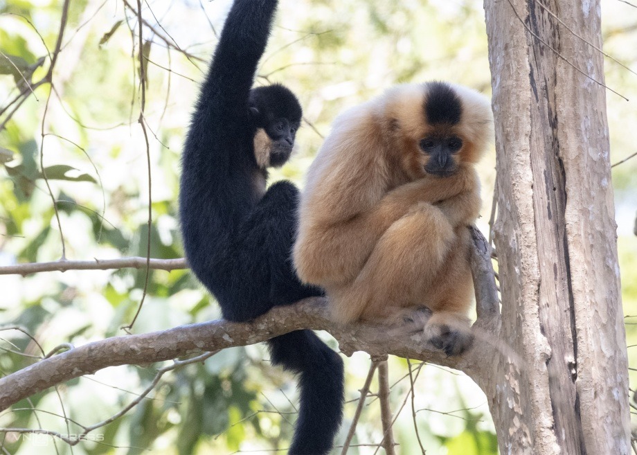 Spot Rare Primates in Cat Tien National Park