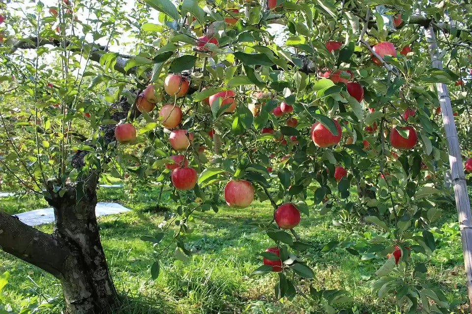Take a stroll in Apple Orchards