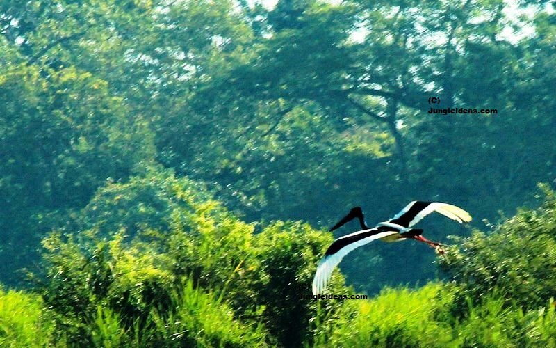Witness the Sangti Bird Festival