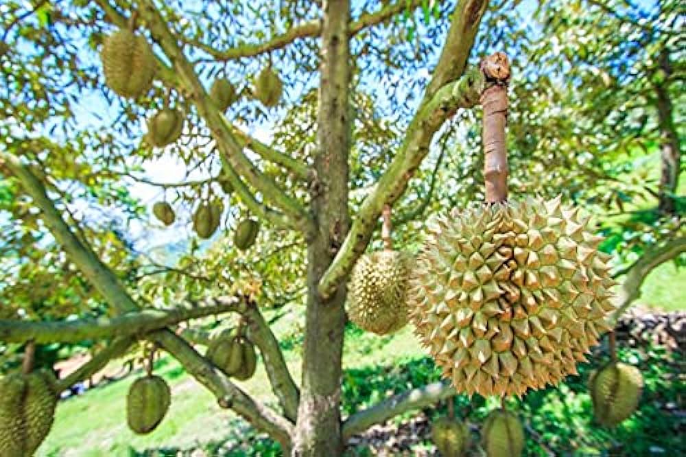 Durian: The King of Tropical Fruits