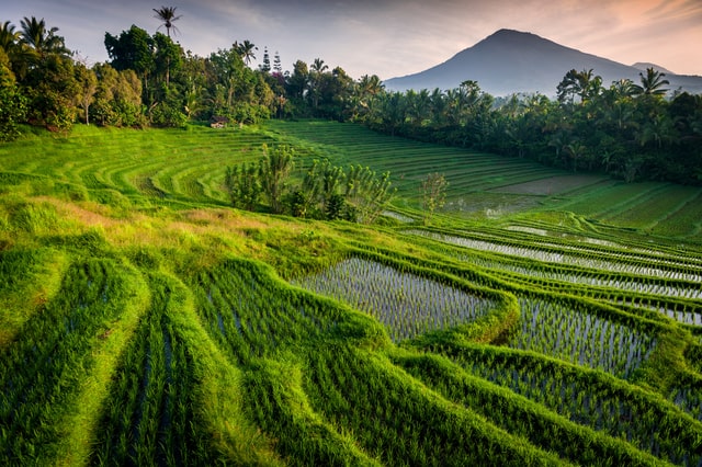 Visit Nearby Rice Terraces